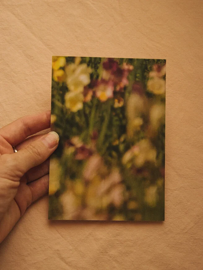 A6 postcard - Wild Freesias