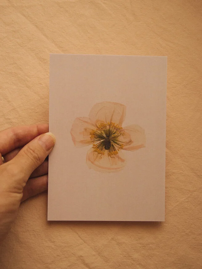 A6 Postcard - I grew this Poppy myself