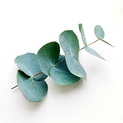 EucalyptusOil.jpg