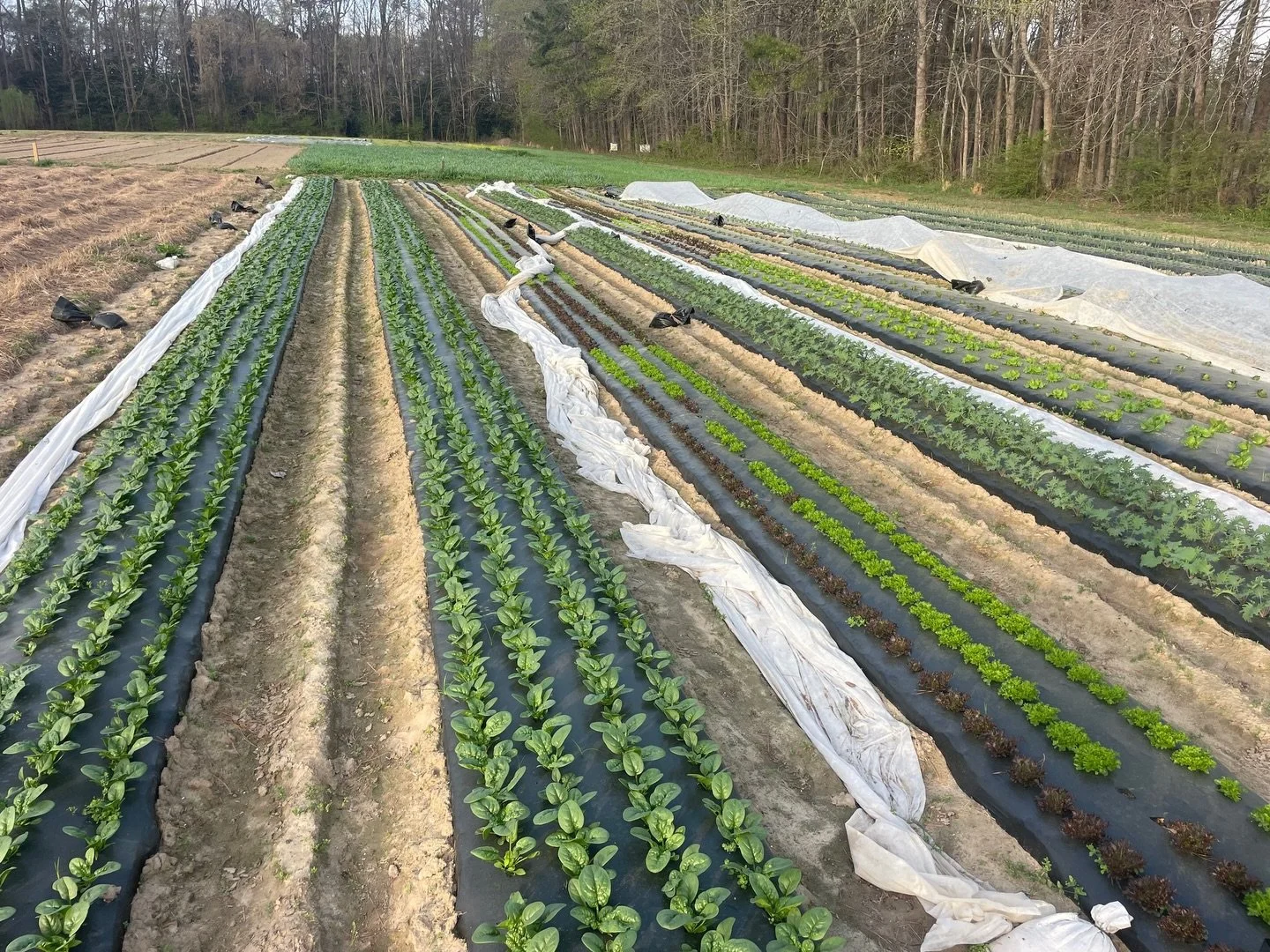 Spring is FINALLY here to stay and Old Farm Truck is starting to see the season&rsquo;s offerings trickle in (hello asparagus, we&rsquo;ve missed you old friend 😁). There are plenty of other delights and too many to list - check out our profile abov