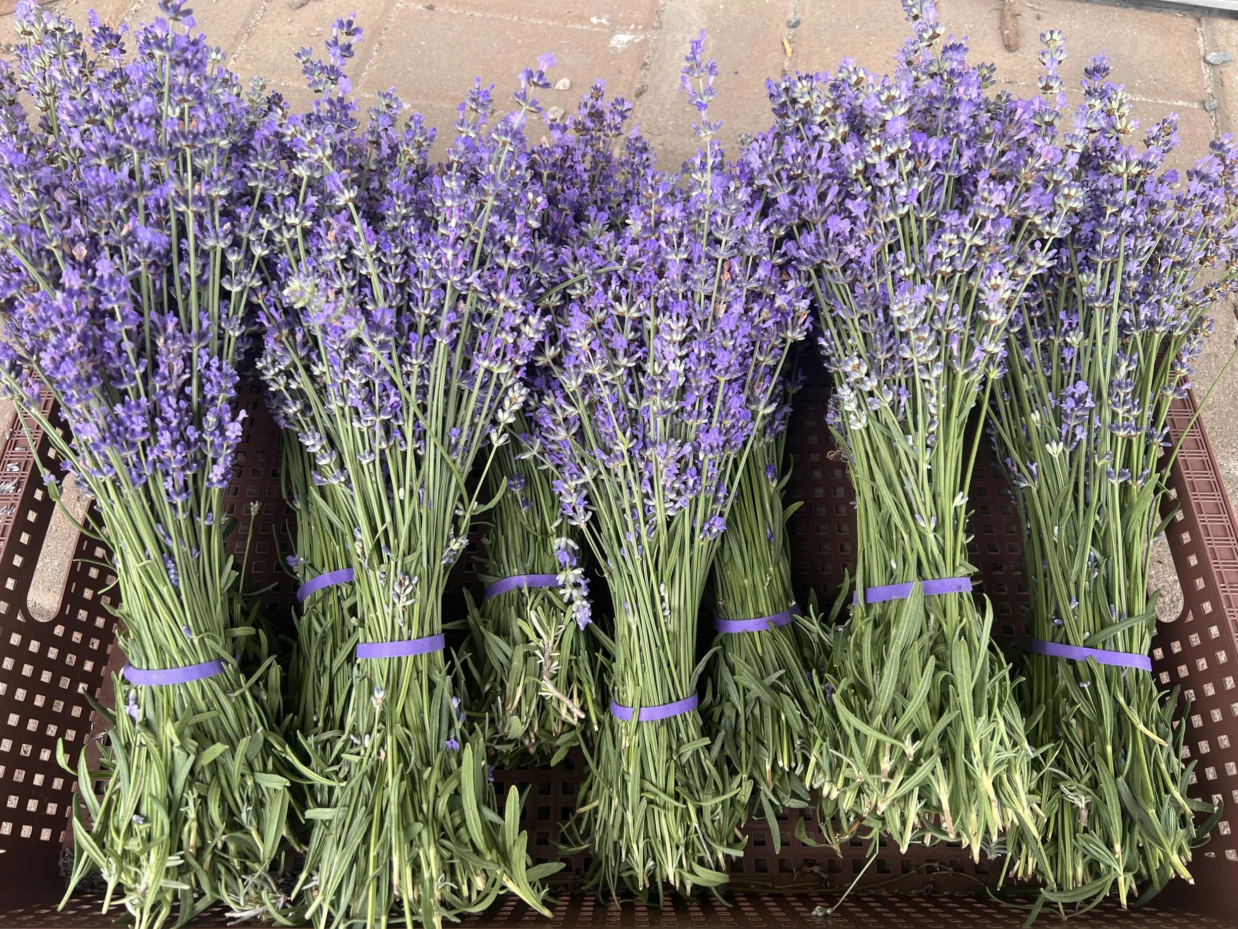 OFT Newsletter: May 26 - 30 2026