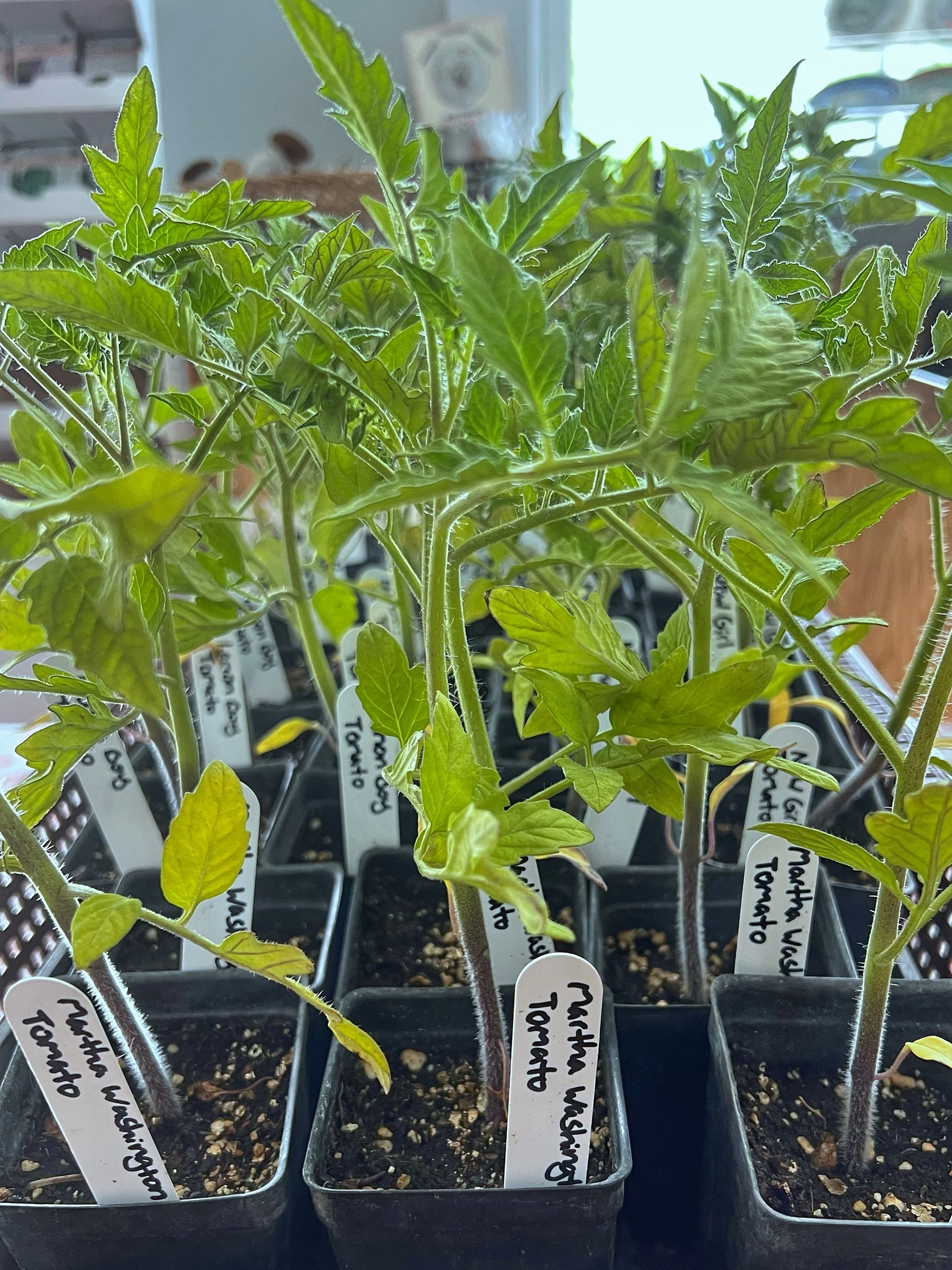 Dayspring Farm tomato and seasonal vegetable starter plants displayed at Old Farm Truck Market in White Stone VA, sustainably grown beyond-organic seedlings from a Northern Neck farm available for home gardeners Tuesday through Saturday