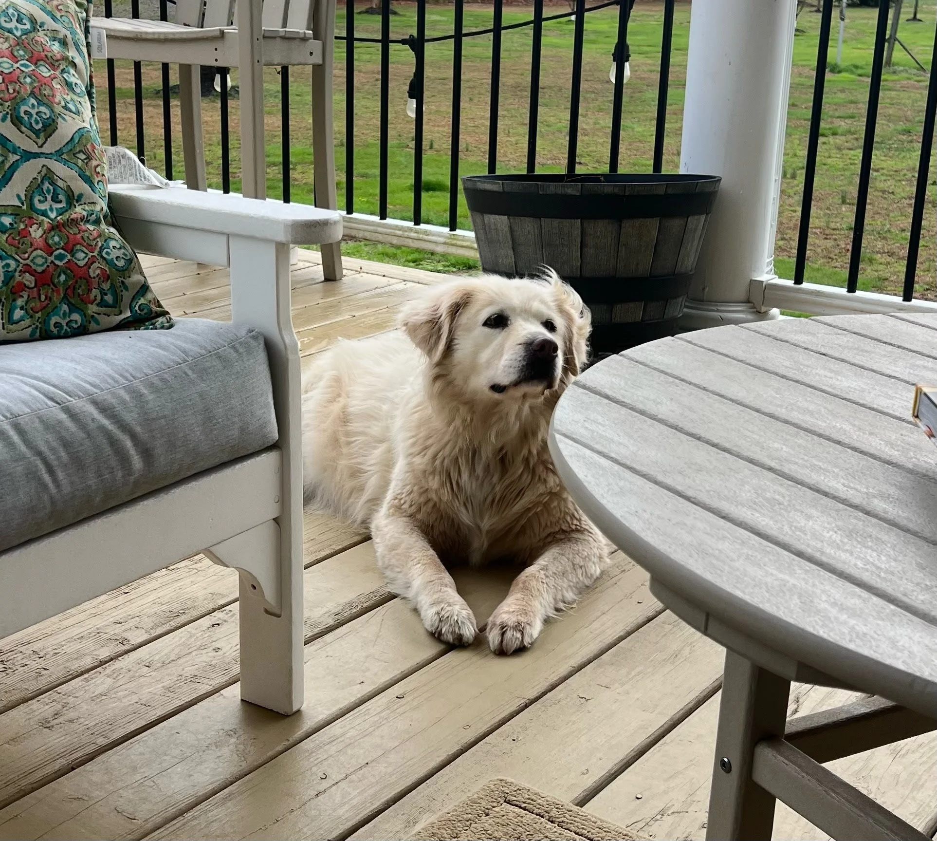 Yellow retriever laying on a wooden porch