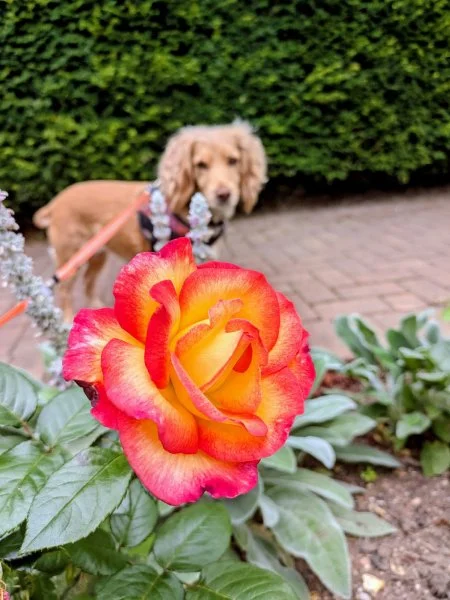 Do g and rose | Animal communication | MeadowSpirit Healing