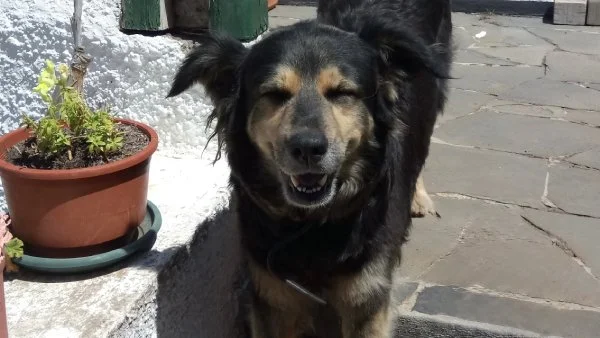 A dog appearing to be smiling at the camera