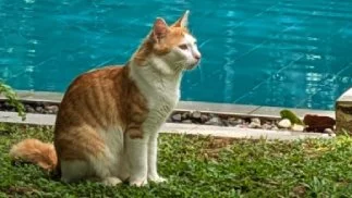 Cat by pool | Animal Communication | MeadowSpirit Healing