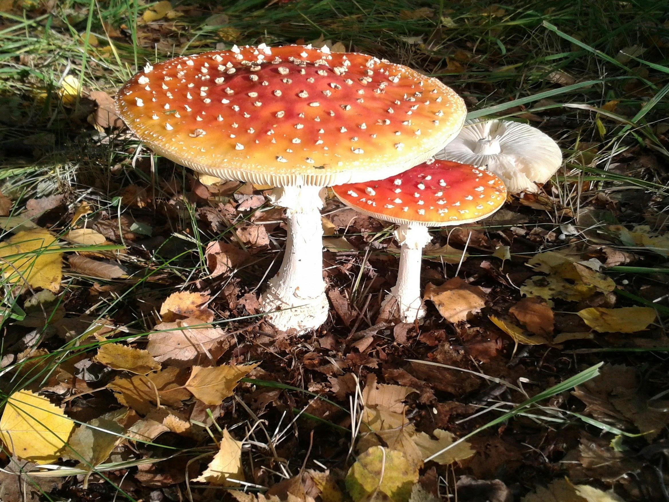 Amanita Muscaria