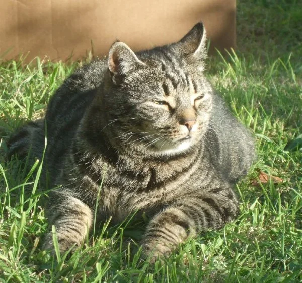 Jasper the cat, lying on the grass in the sun