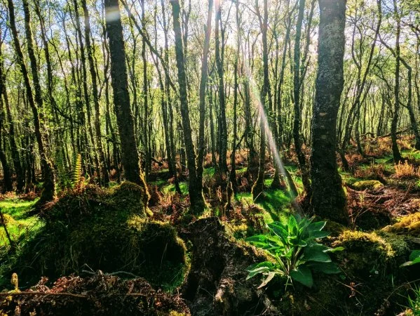 Forest on Isle of Bute, Hebrides, Scotland