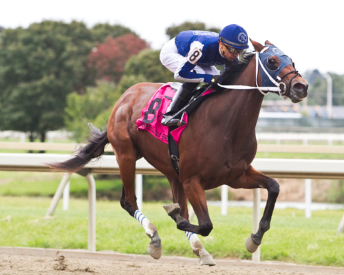 Affordable Horse Racing Partnership Racehorse Cost Training Costs Utcb Stud Llc