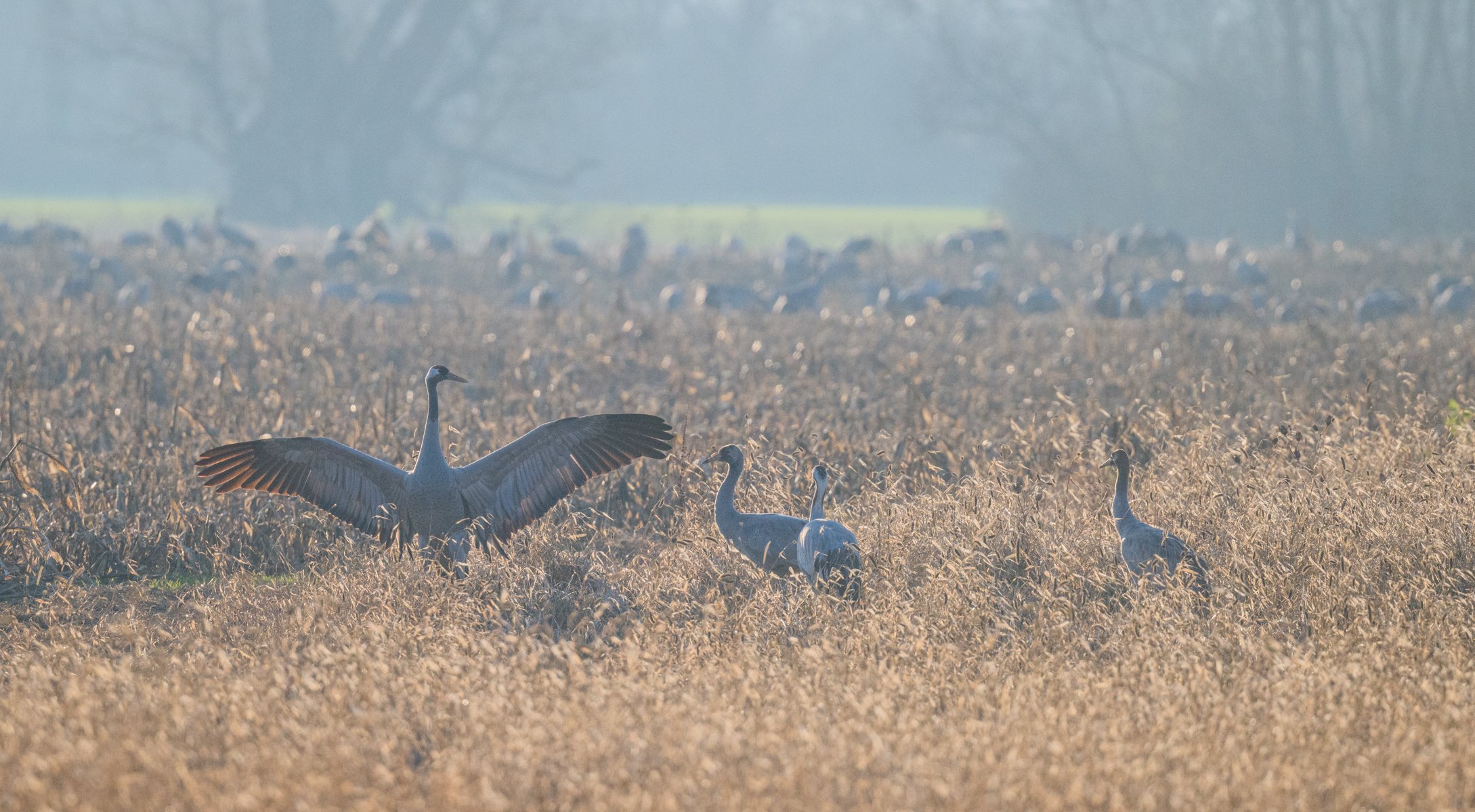 MENUette January 2026