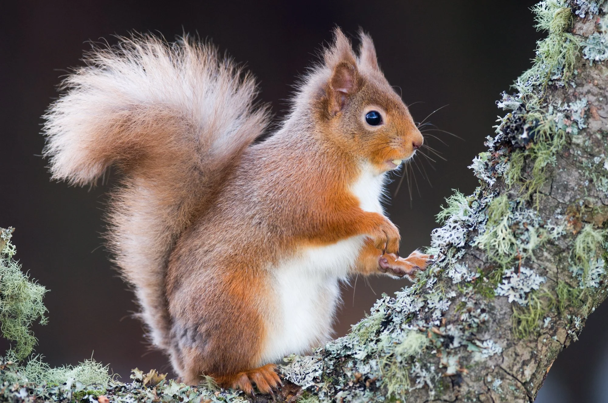 Cairngorms NP and beyond