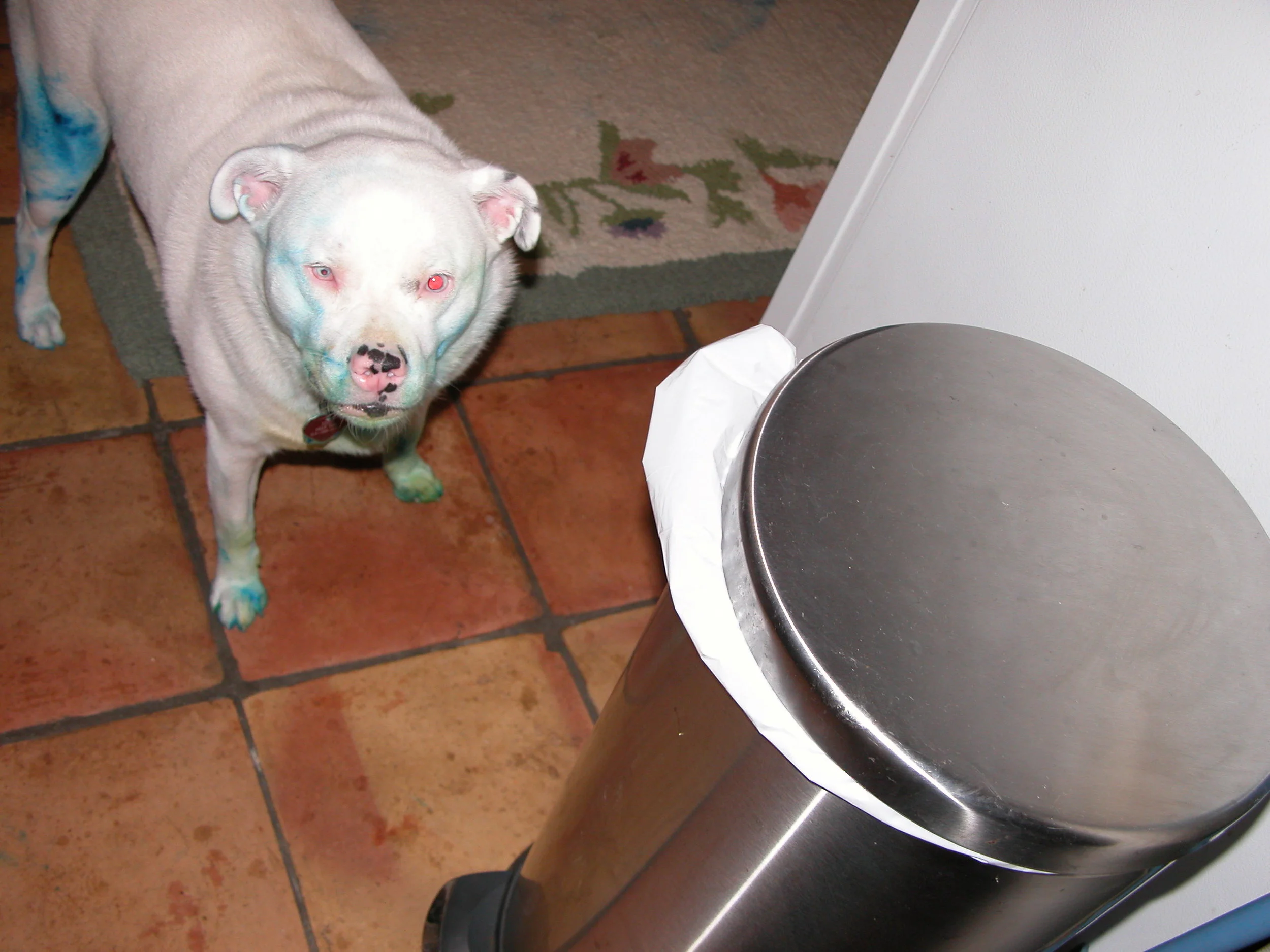 As a younger dog, Isis didn’t realize you’re supposed to use a brush with oil paints. Instead, she ate them and painted herself.