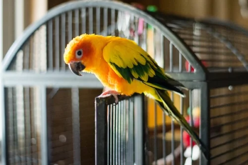 An inquisitive little bird with bright plumage.