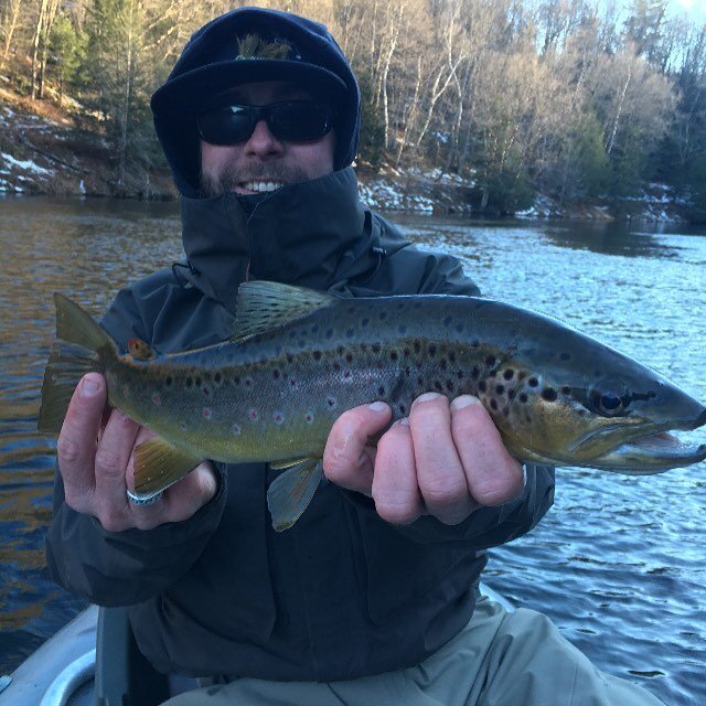 Wild Deerfield River brown! On a streamer to boot!