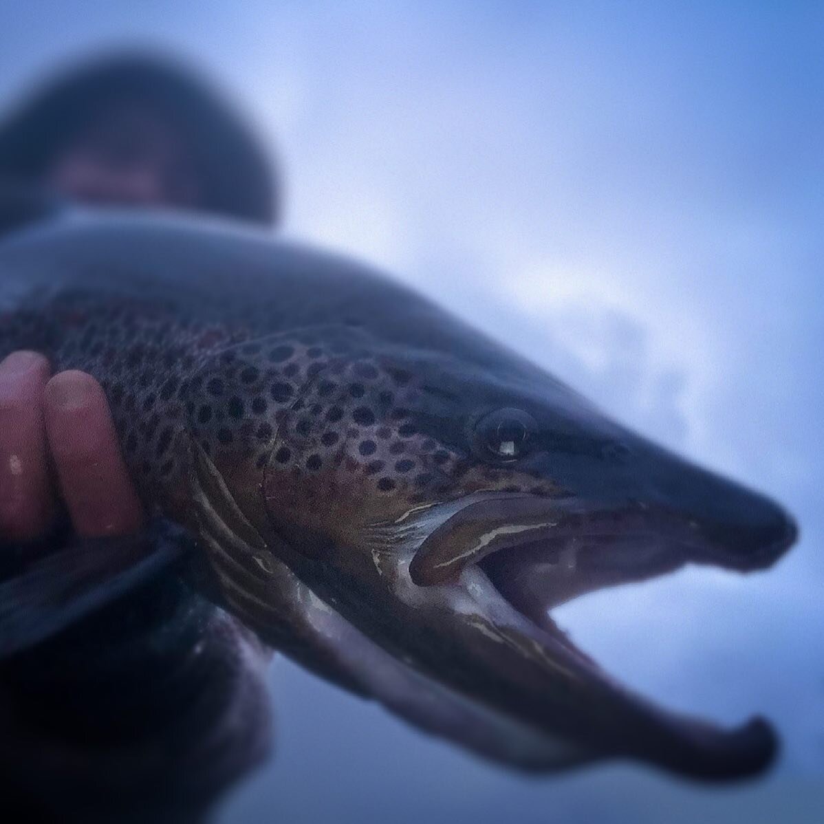 Warmer days are coming, but the biggest fish like it cold!!