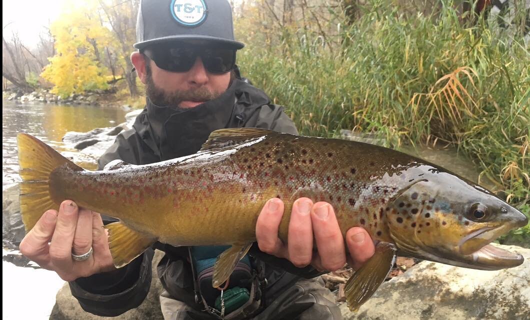 A hefty western MA meat eater from today!