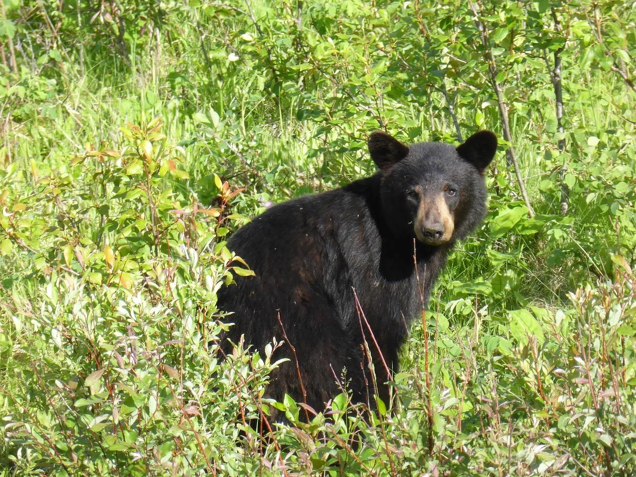 black-bear_PD.jpg