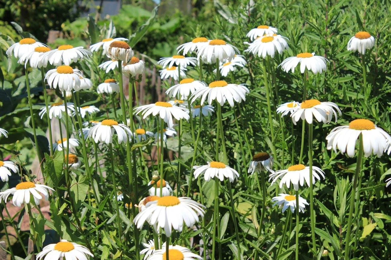 Inkiri-Amerasul-Nefertari-healer-heiler-white-flowers