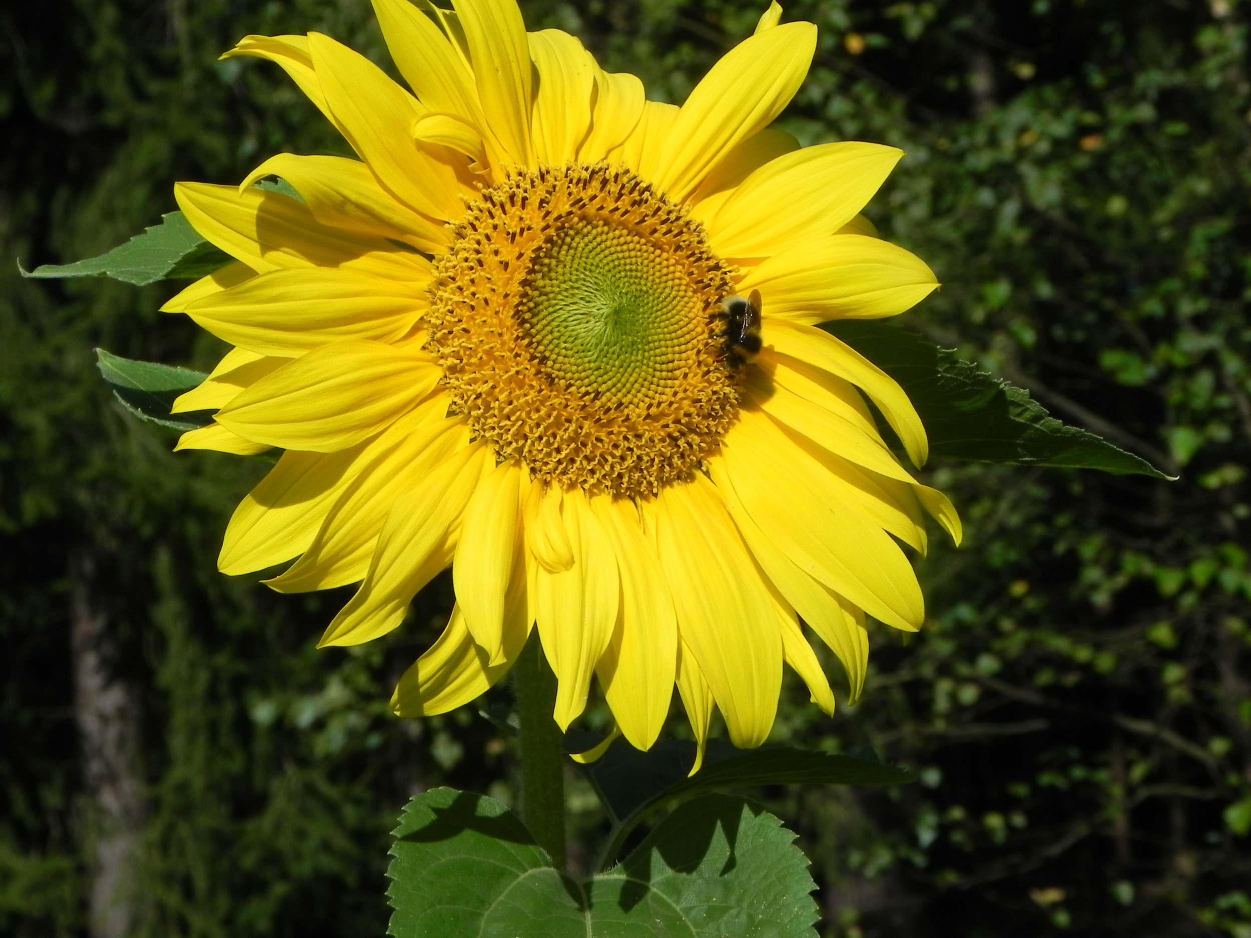  Doch sie vergehen, denn die Sonne ist immer da. 