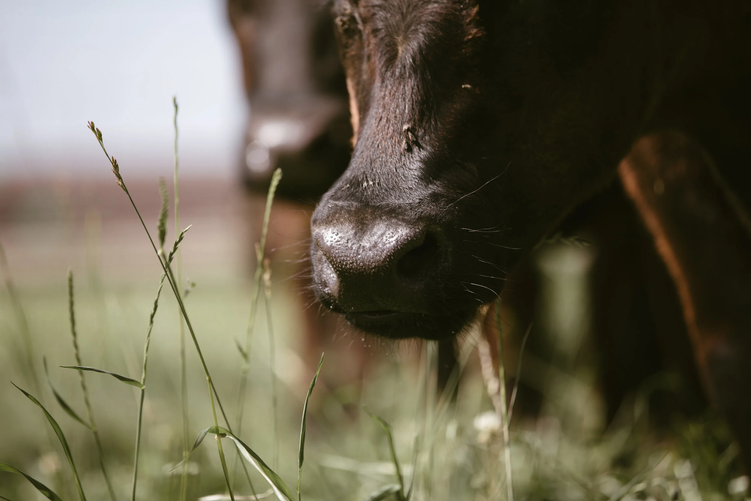 The Ethics of Raising Cattle — Redhouse Beef • Bakersfield, California • GrassFed Beef + Provisions