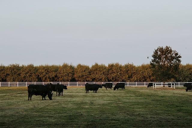 Once breeding season is over, things slow down a bit for the next few months in the registered herd. Soon, we'll do a health + pregnancy check for the whole herd, and after that it's just summertime relaxation on the lush pastures for our ladies!⁠
.⁠