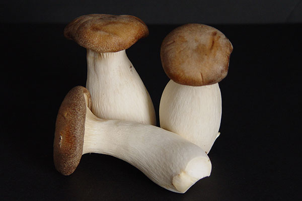 SOLEX_Mushrooms 6x4.jpg