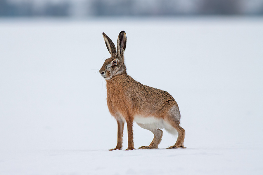 Scottish Game-Hare 6x4.jpg