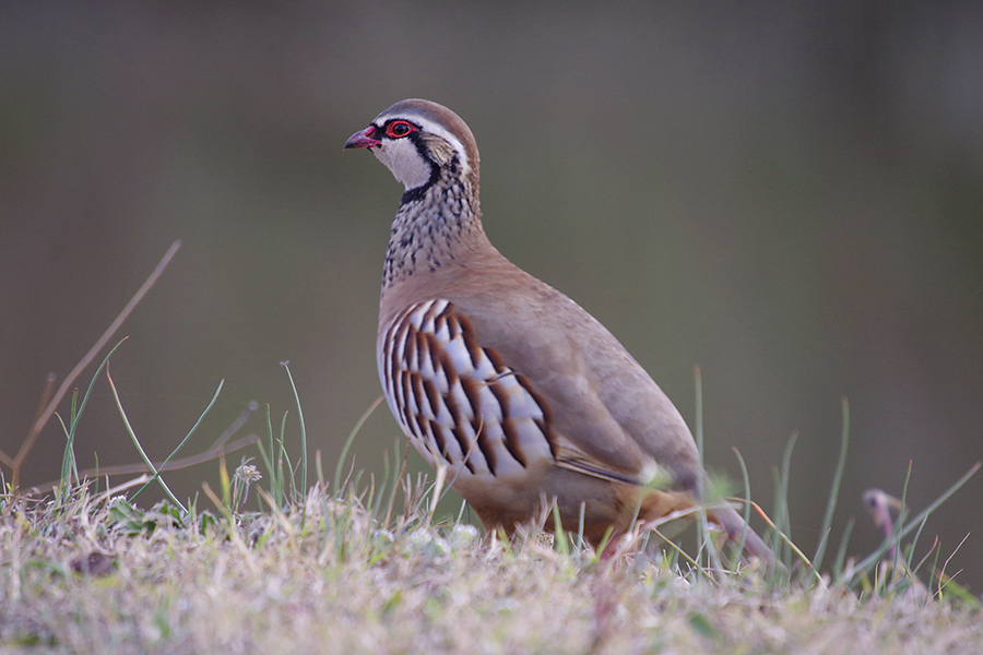 Scottish Game-Partridge 6x4-2.jpg