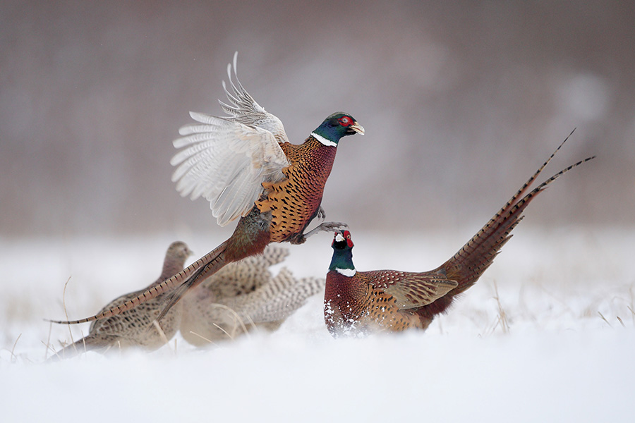 Scottish Game-Pheasant 6x4.jpg