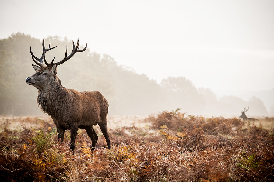 Scottish Game-Stag 6x4.jpg