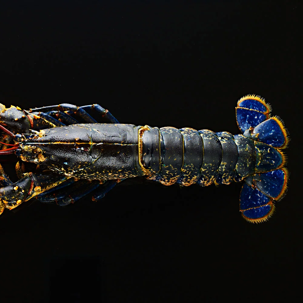 Blue lobster from Scotland