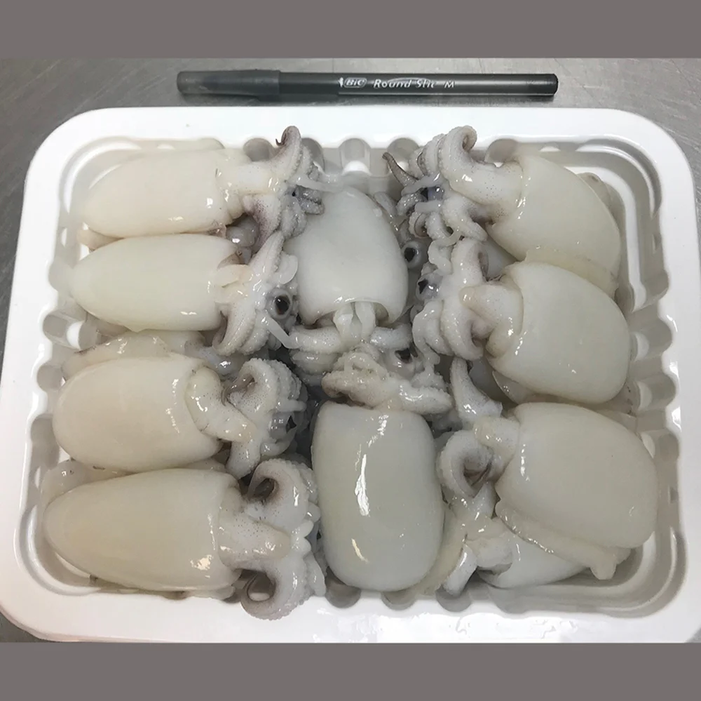 Baby Cuttlefish from Spain
