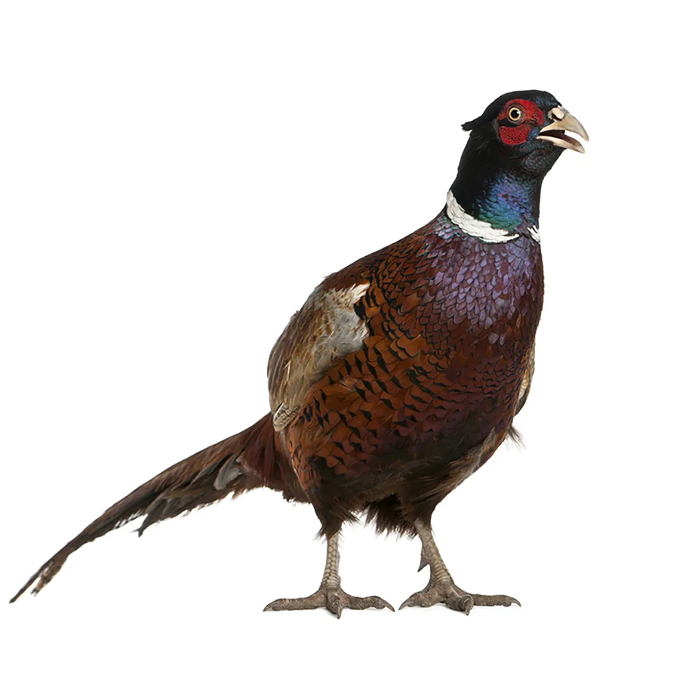 Pheasant-1000.jpg