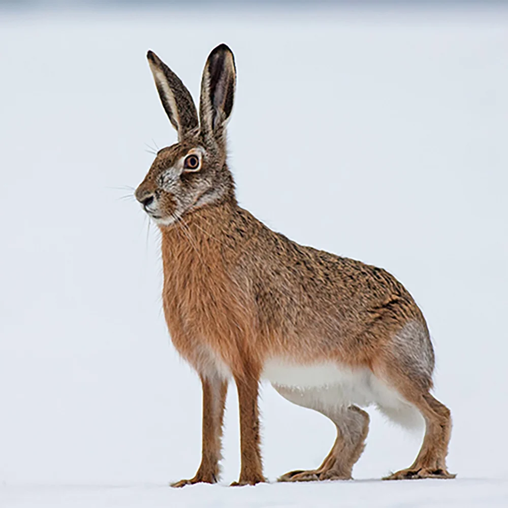 Hase Tsubura