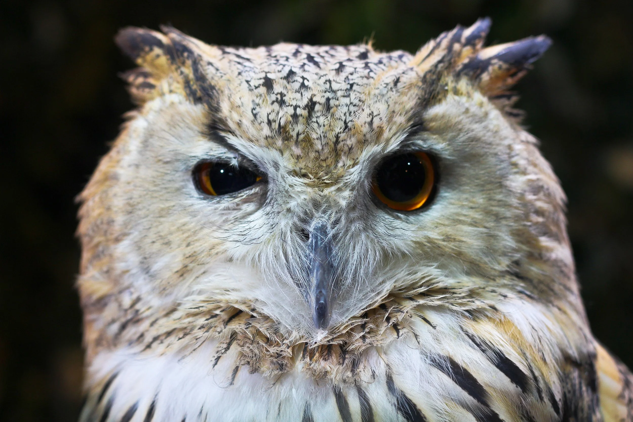 animal-avian-beak-1310787.jpg