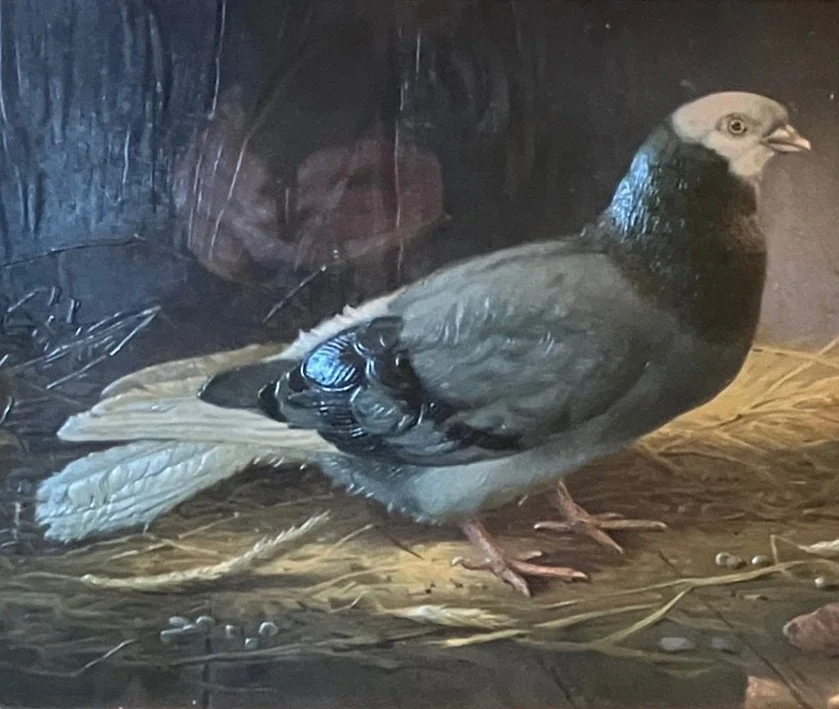 Pigeon edit 2.jpg