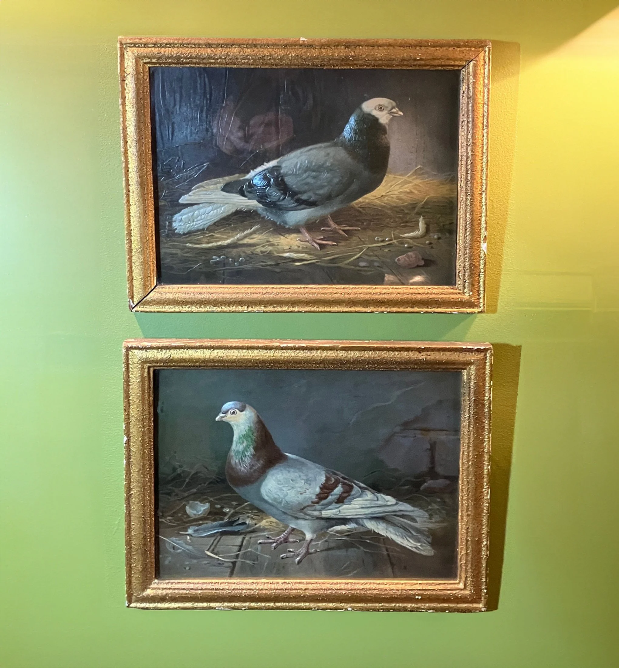 pigeon edit 6.jpg