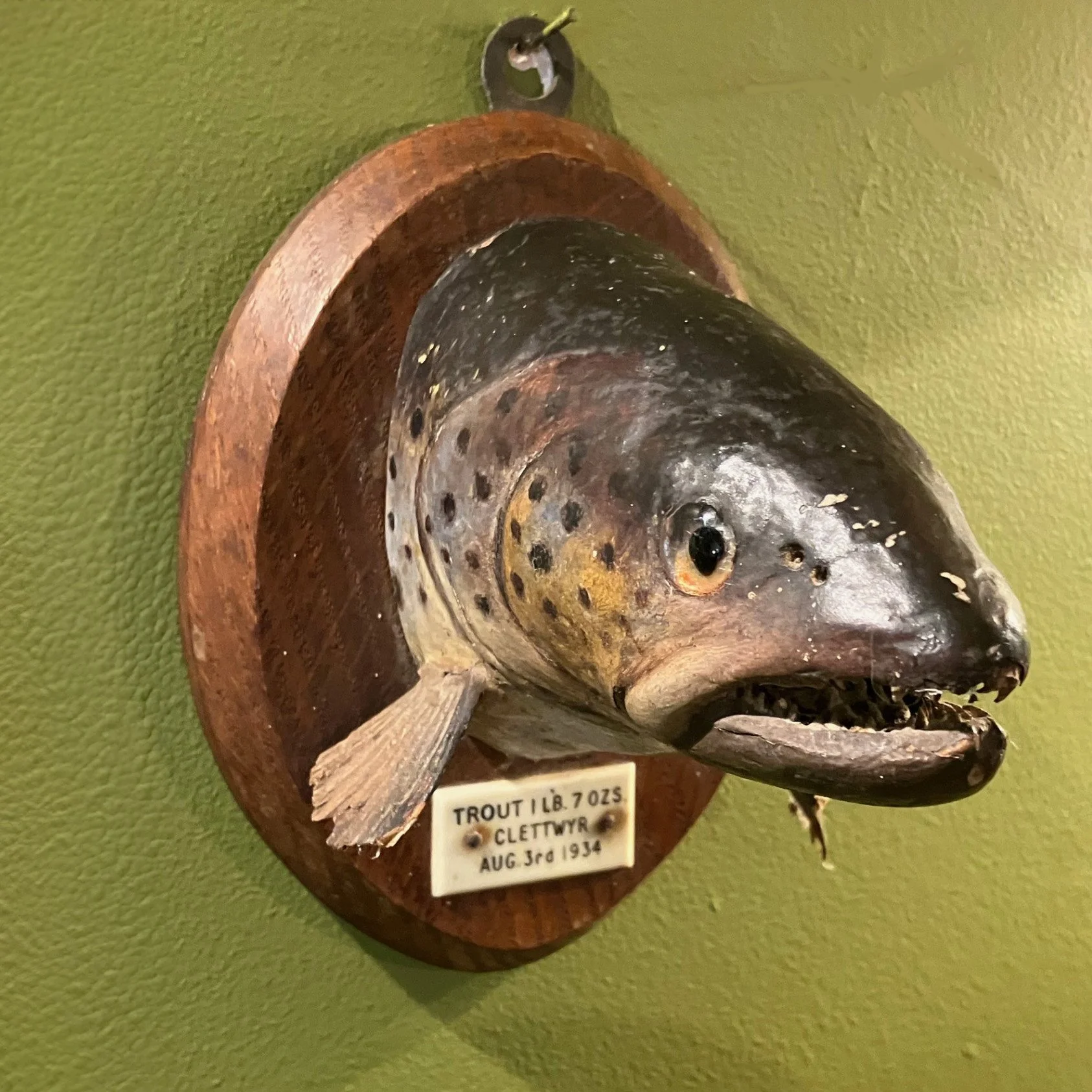 Trout square 1.jpg