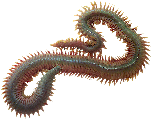 Dynabait Freeze Dried Sea Worms — Dynabait - Freeze Dried Baits