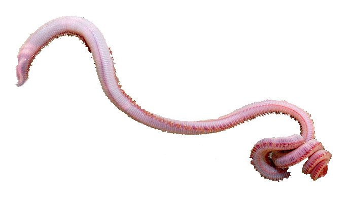 Dynabait Freeze Dried Sea Worms — Dynabait - Freeze Dried Baits