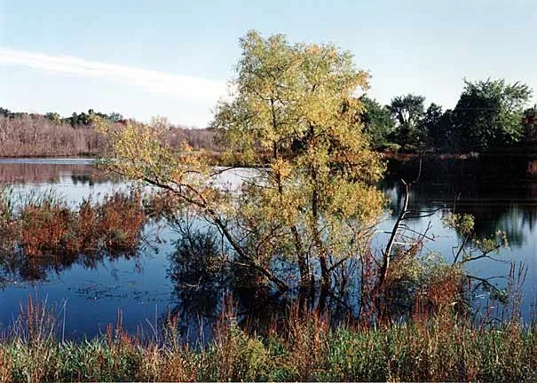 pond.jpg