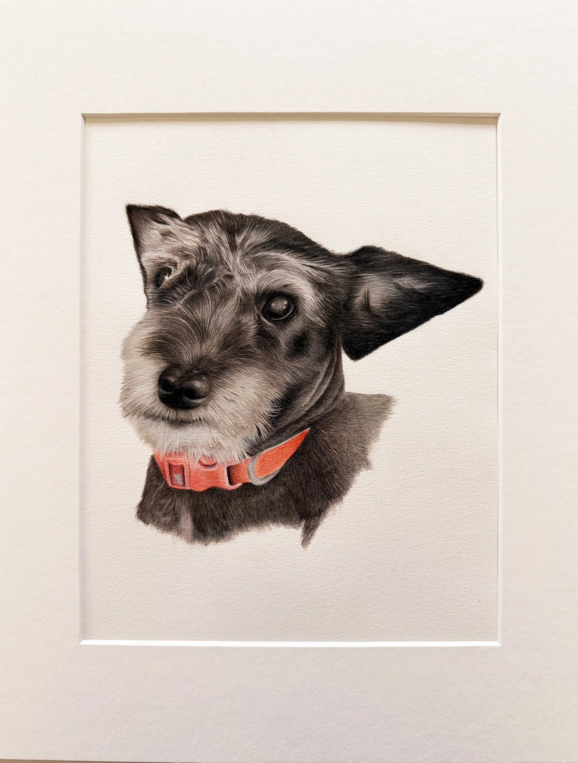 Color Pencil Pet Portrait