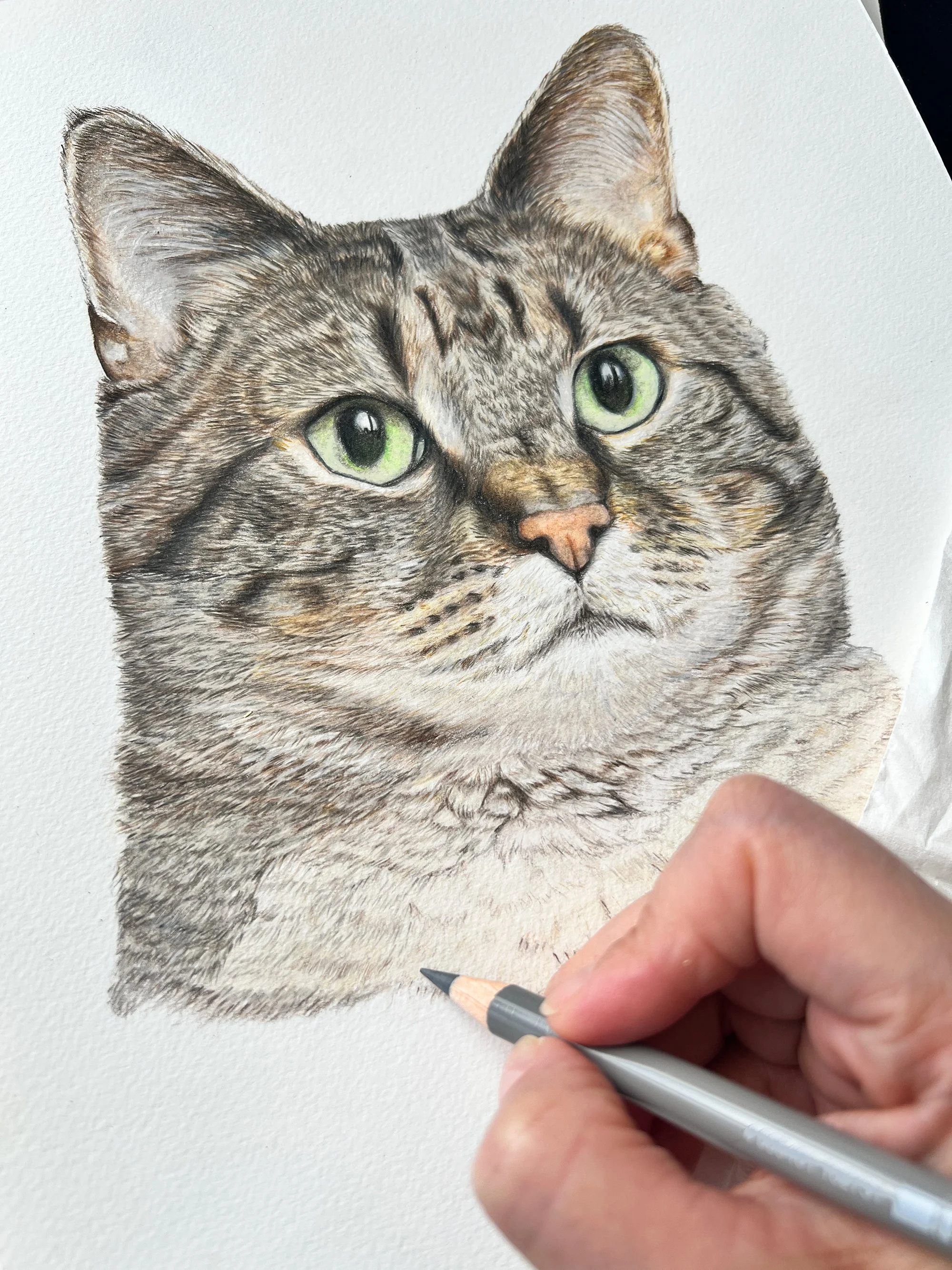 Michaelacatprocessimg.jpg