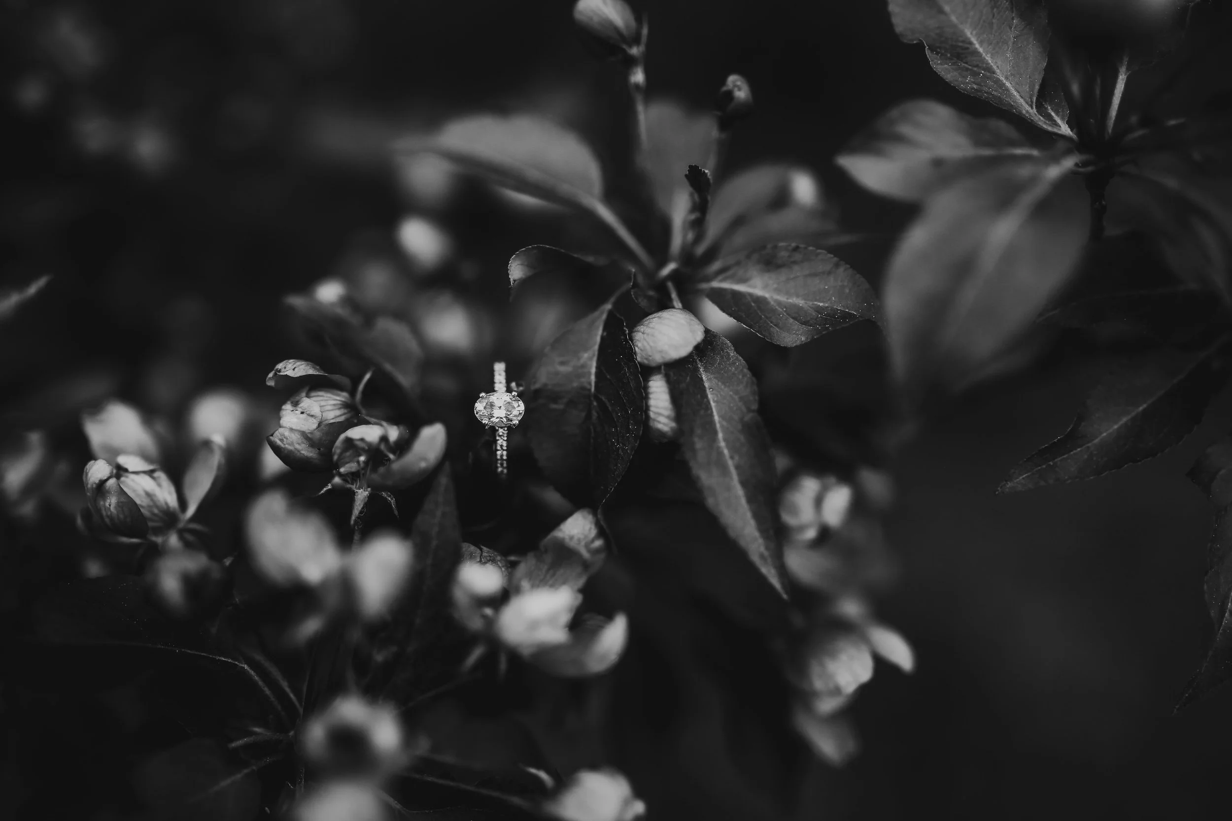 allielikophotography-ottawa-couplesessions-blossoms-engagement-92.jpg