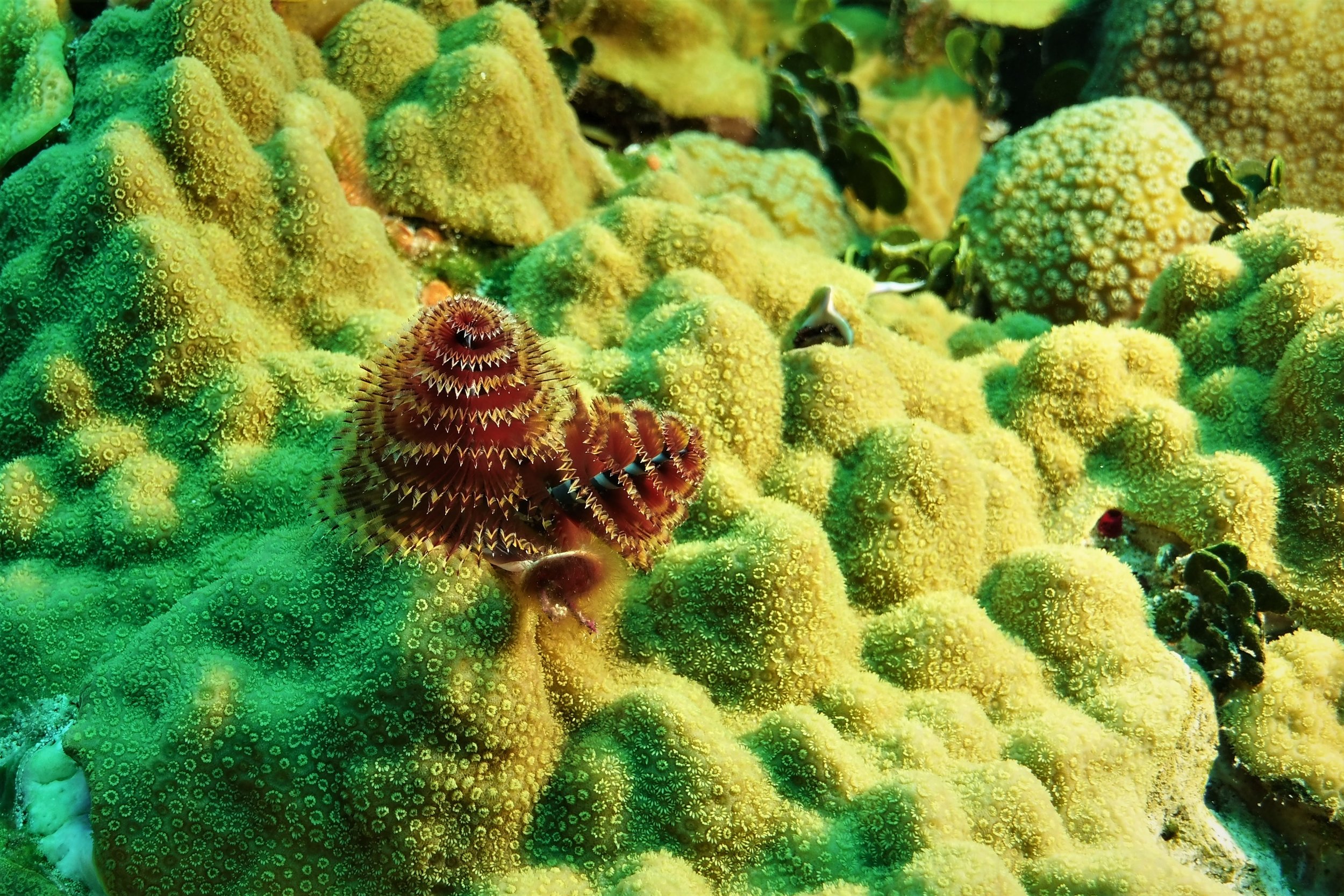 Christmas Tree Worms.jpg