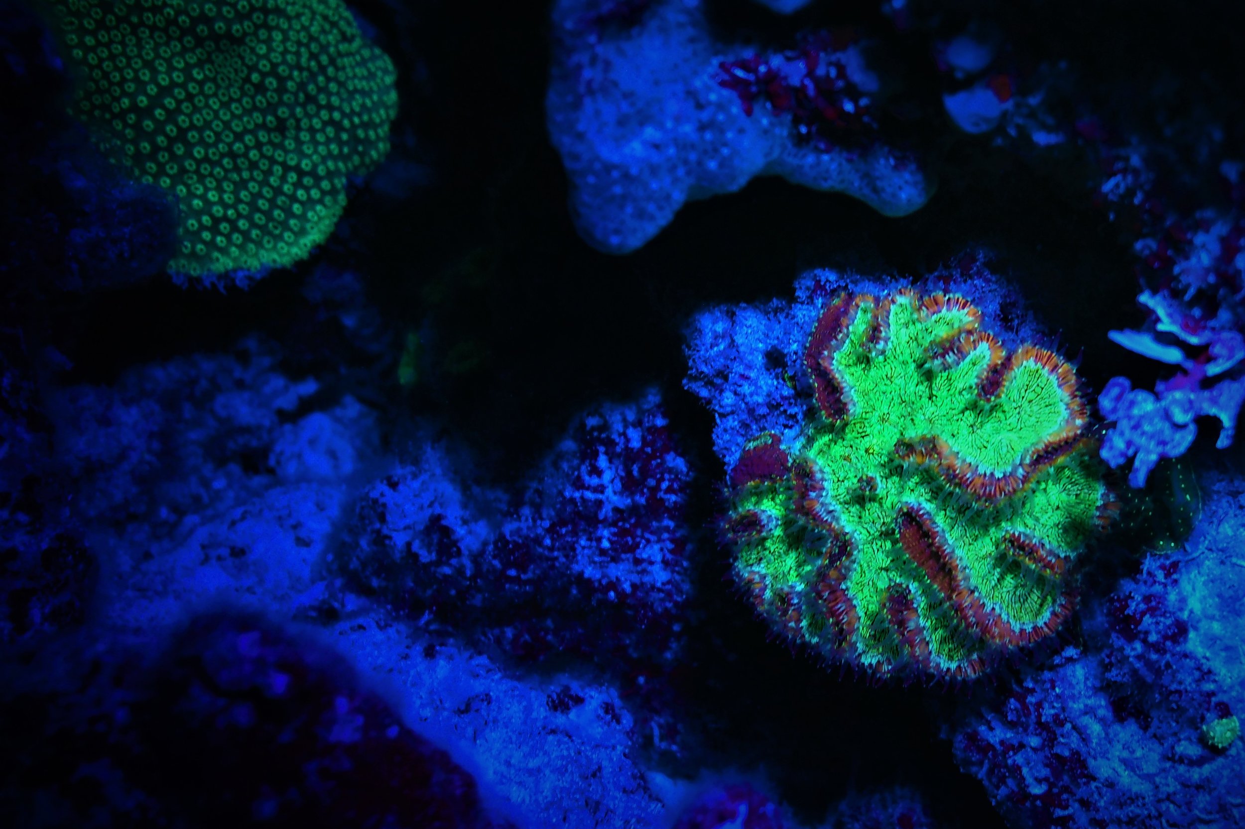 Coral 7.jpg