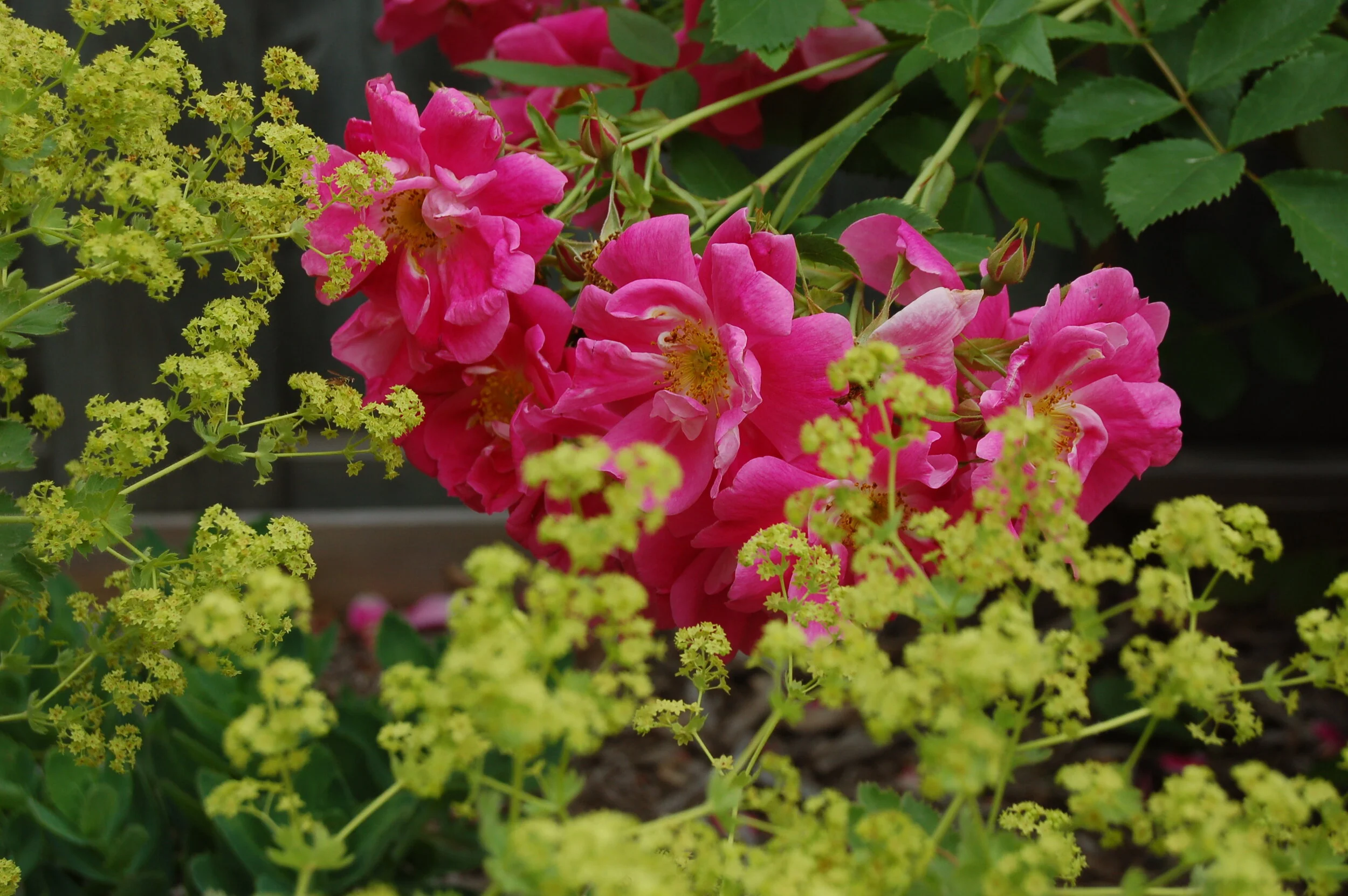 Do you have these superstars in your garden?