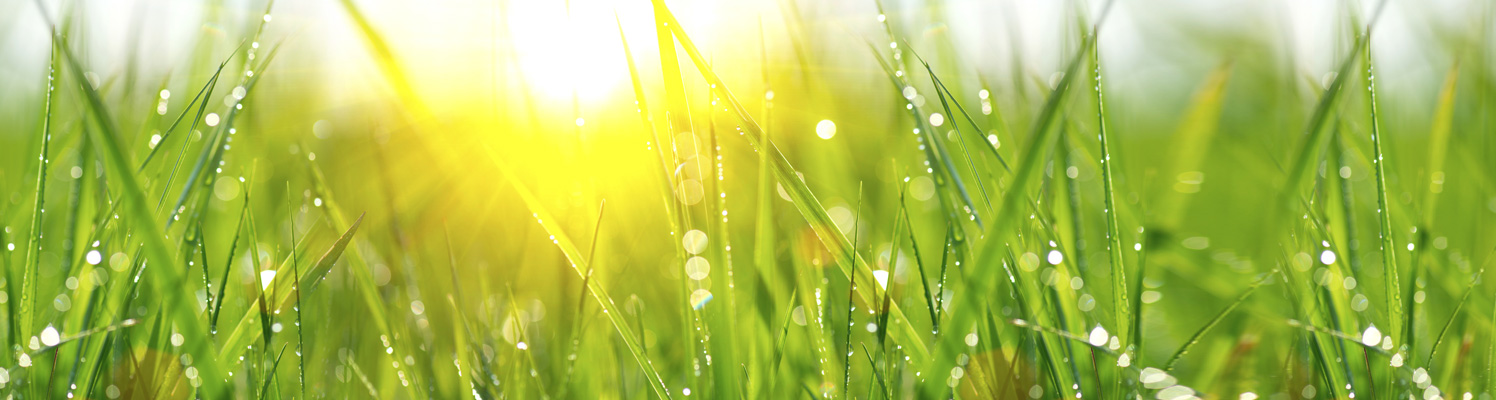 Dew grass.jpg