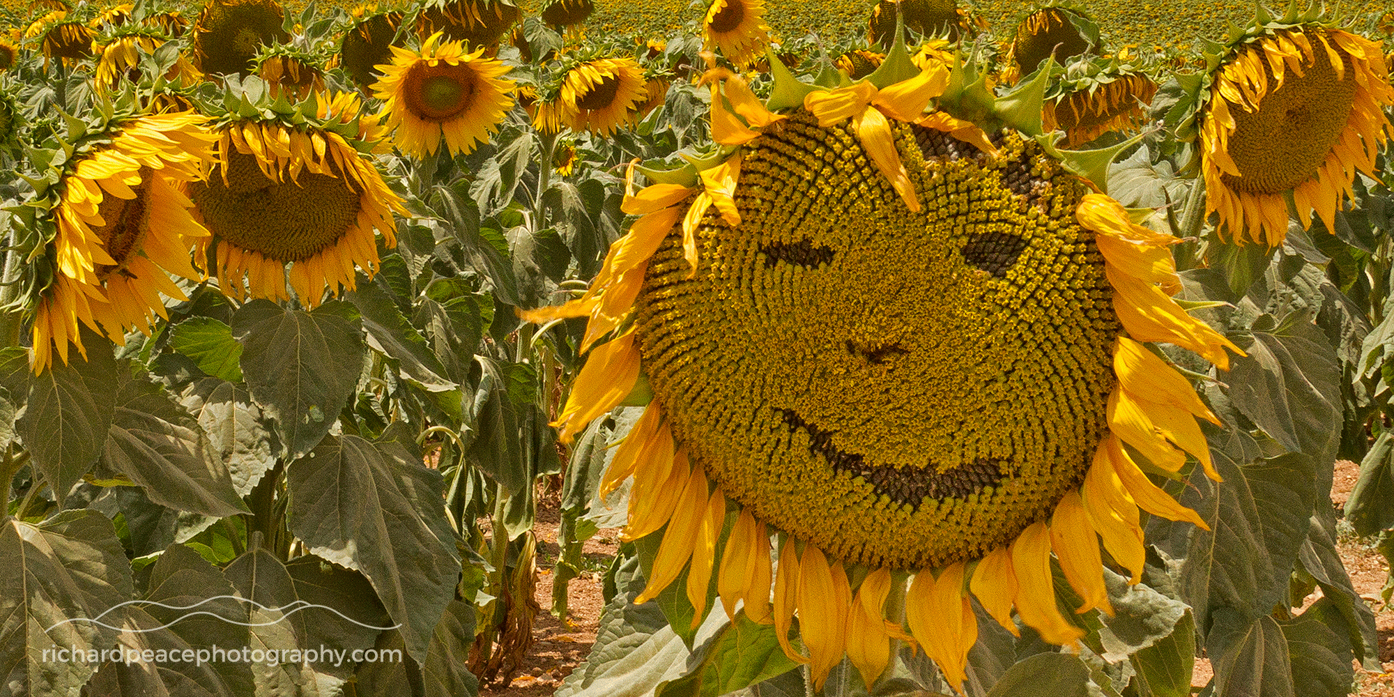 #5 la belle france 2 : tournesol